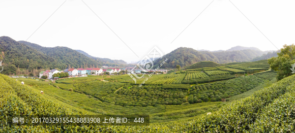 梅家塢龍井茶園高清全景圖