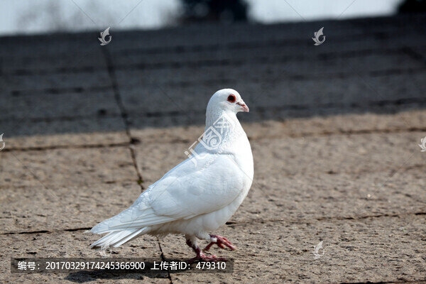 鴿子白鴿,白色,動物,和平