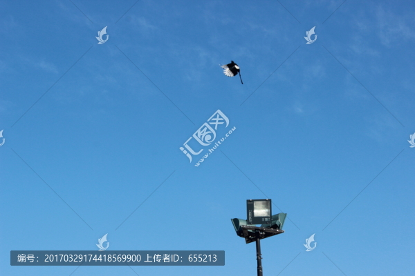 天空與鳥