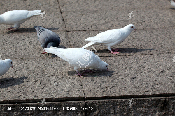 鴿子白鴿,白色,動(dòng)物