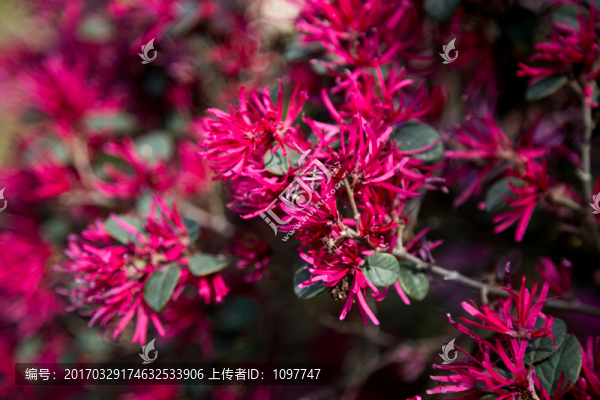 紅花檵木