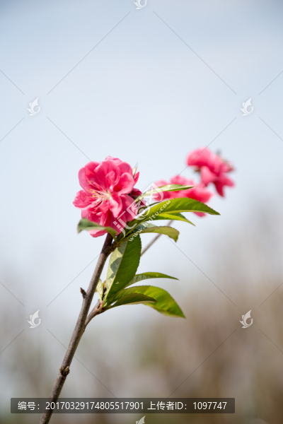 桃花