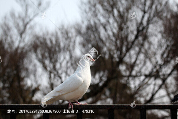 鴿子白鴿
