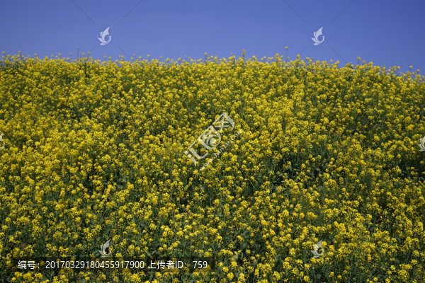 油菜花