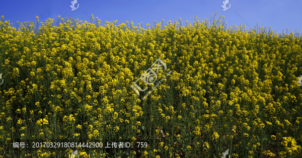 油菜花
