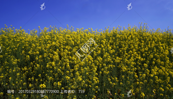 油菜花