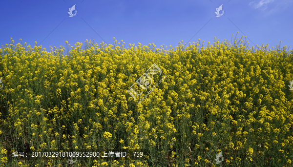 油菜花