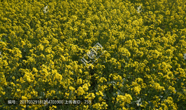油菜花