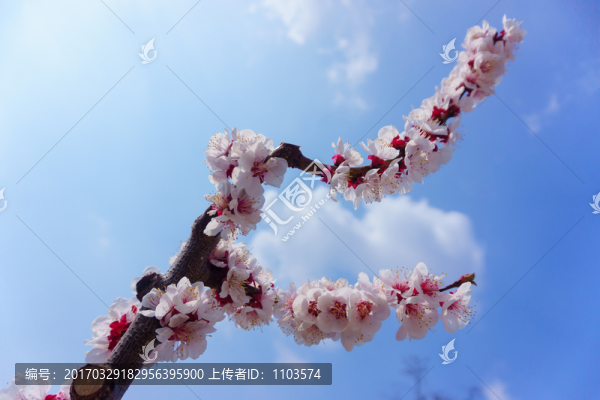 杏花