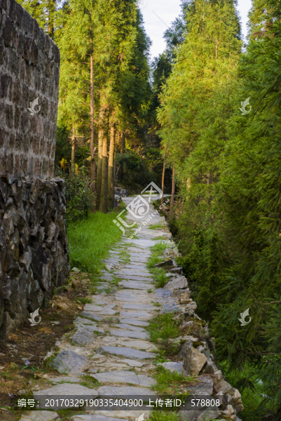 金雞山,風(fēng)景,桂峰,樹林