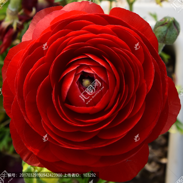 紅色花卉特寫