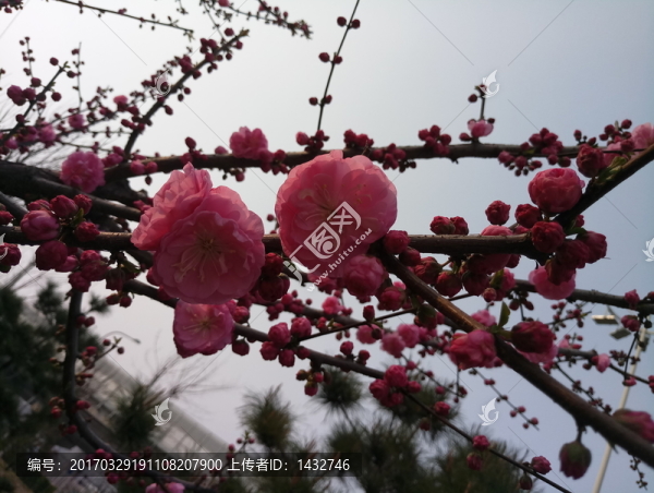 盛開(kāi)的花兒
