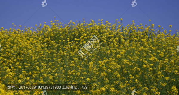 油菜花