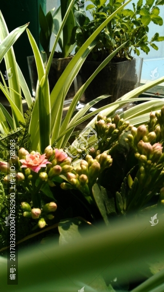 花卉綠植