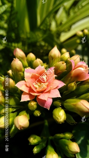 花卉綠植