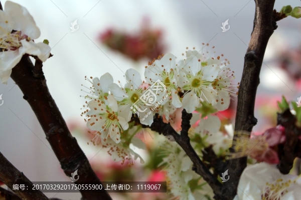 花卉