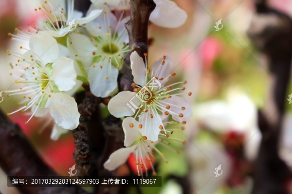 花卉
