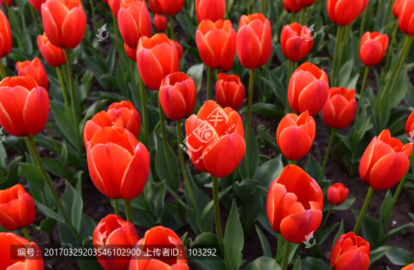 紅色郁金香花