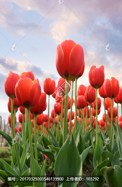 紅色的郁金香花