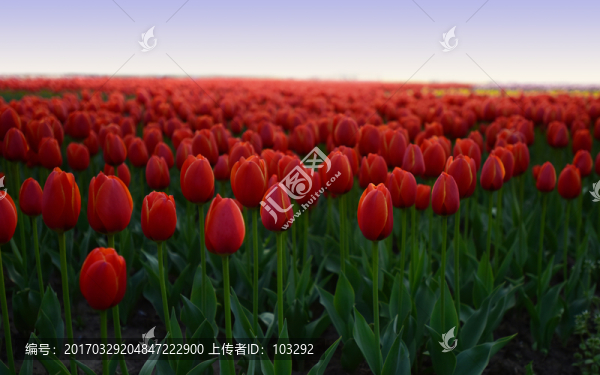 大片的郁金香花園
