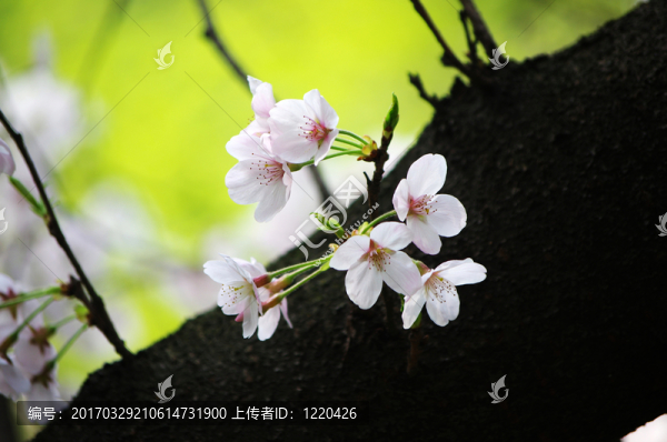 爛漫櫻花