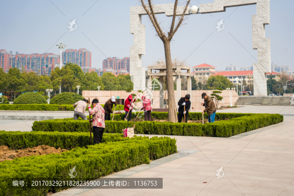 植樹,種樹