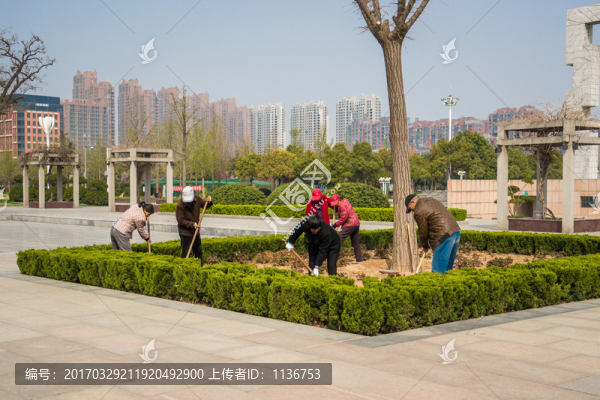植樹,種樹