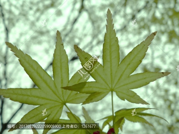 春天里的七葉槭