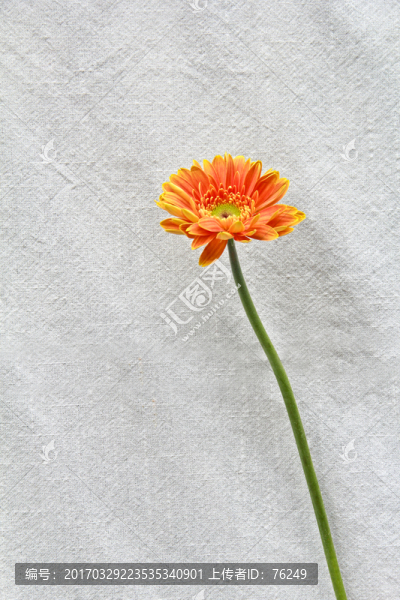單支非洲菊太陽花攝影圖片