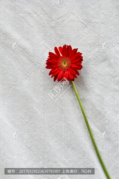 單支非洲菊太陽花攝影圖片