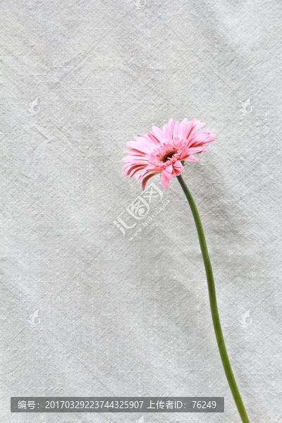 單支非洲菊太陽(yáng)花攝影圖片