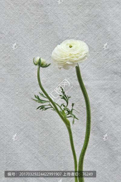 單支純白洋牡丹花毛茛攝影圖