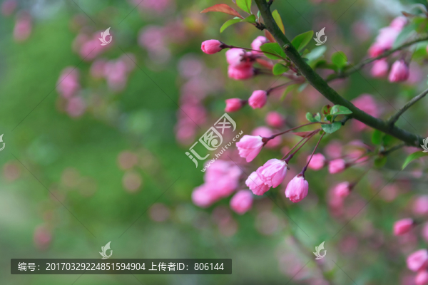 海棠花開