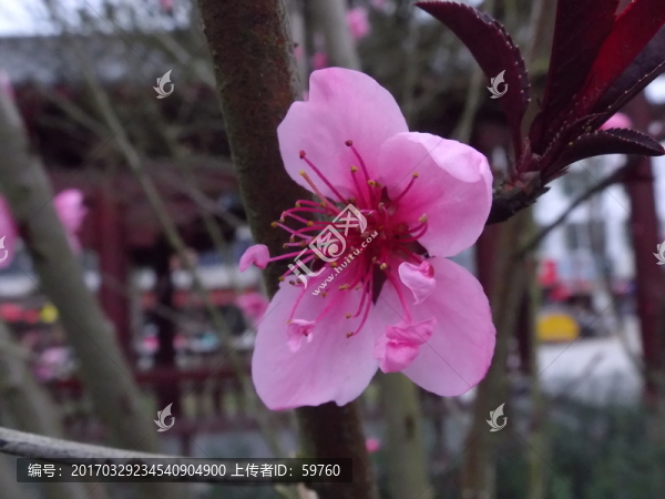 桃花