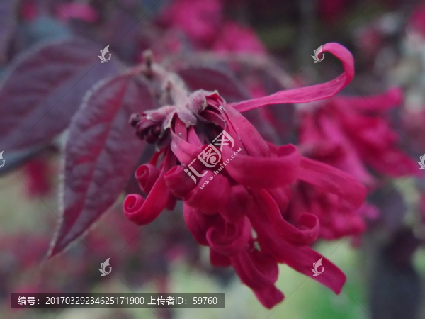 紅花