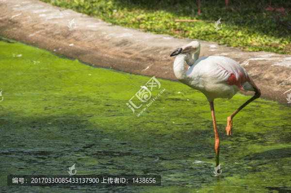 火烈鳥