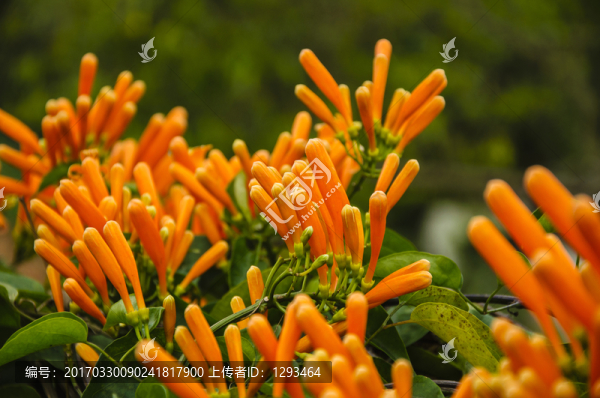 炮仗花