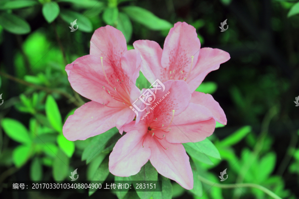 杜鵑花
