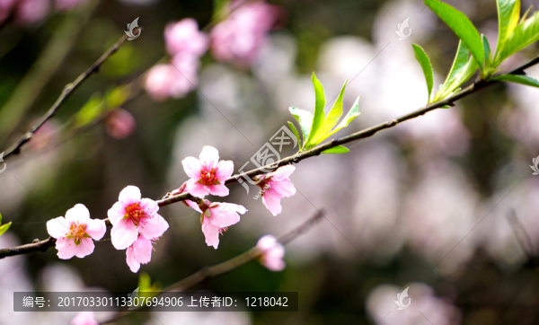 桃花朵朵