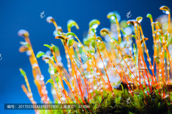 苔蘚植物孢子體