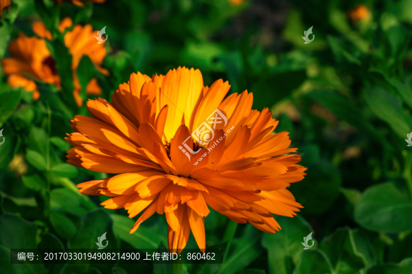 菊花,陽光