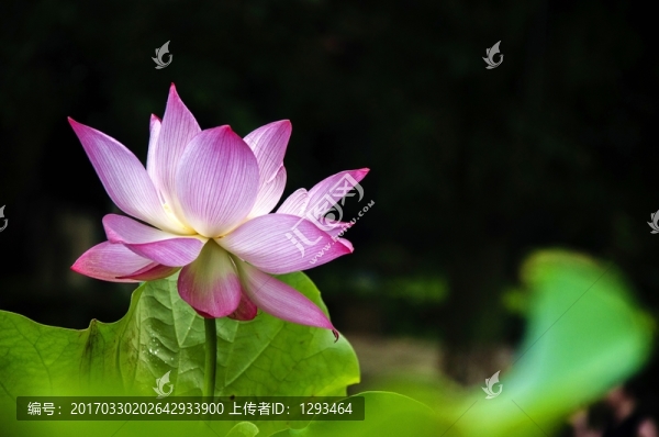 映日荷花