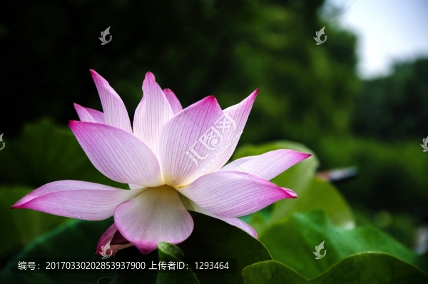 映日荷花