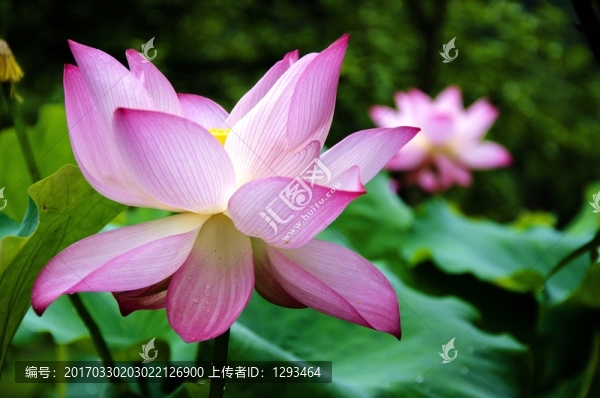 映日荷花