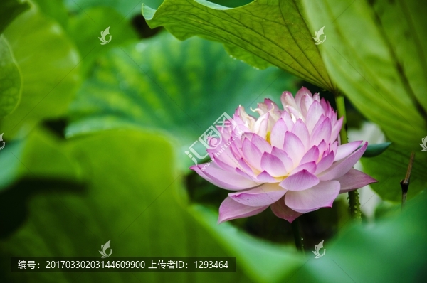 映日荷花