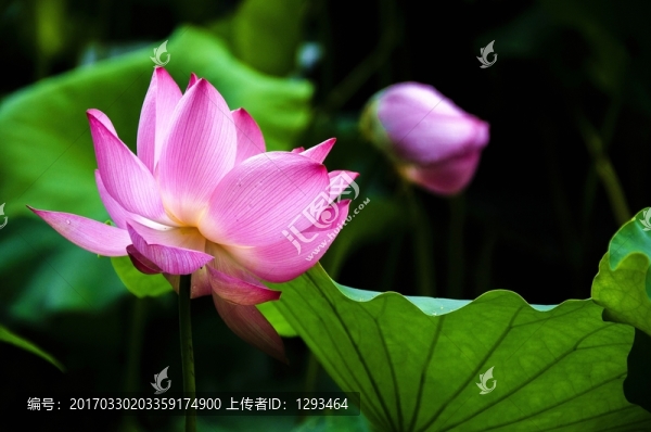 映日荷花