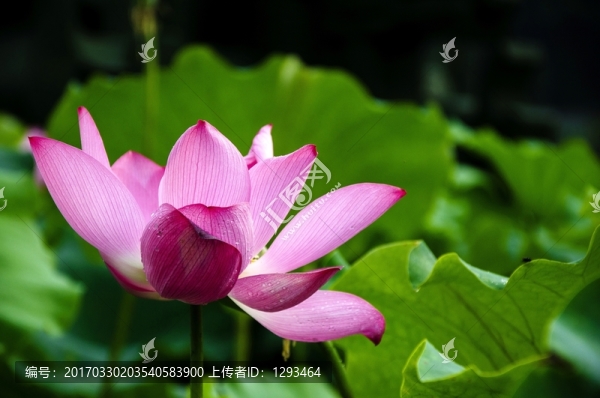 映日荷花