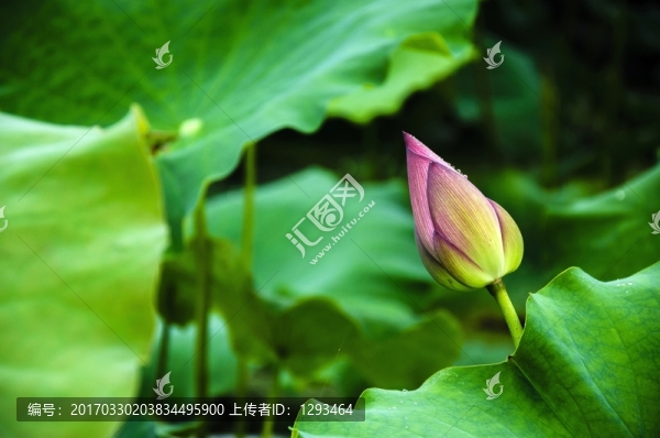 映日荷花
