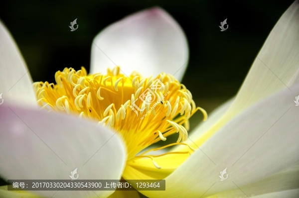 映日荷花