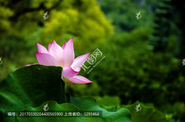 映日荷花